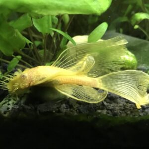 Butterfly Albino Bristlenose 3cm