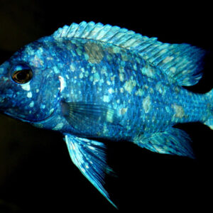 Star Sapphire Hap Lupingu ( Placidochromis phenochilus ) 6cm+