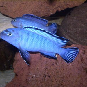 Pseudotropheus socolofi ( Maria Point ) 6cm+