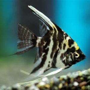 Marbel Angelfish 5cm