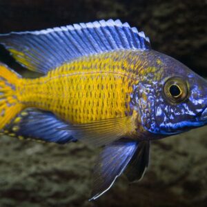 Mdoka Cichlid (Aulonocara stuartgranti) 6.5cm