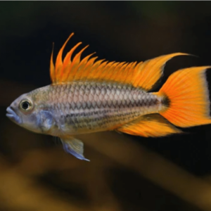 Mega Orange Cacatuoides 2.5cm+