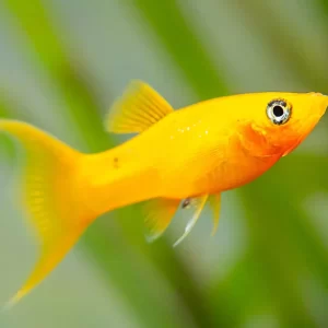 Gold Molly ( Poecilia Sphenops )