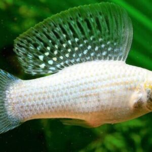 Sailfin Molly ( Poecilia Sphenops ) 2.5 to 3cm