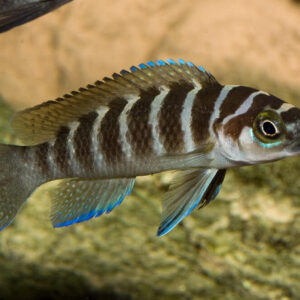 Neolamprologus cylindricus 10cm+