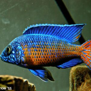 Ngara Cichlid (Aulonocara stuartgranti "Ngara") 6.5cm