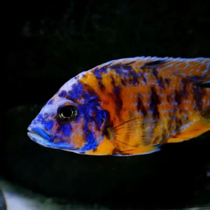 Orange ob ( Aulonocara Orange OB ) 6cm+