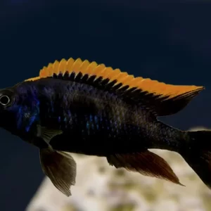 Lithobates Black Orange Dorsal Cichlid (Otopharynx lithobates) 6cm+