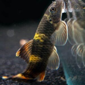 Gararufa Panda 2cm