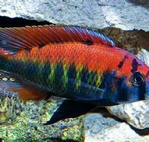 Nyererei (Pundamilia nyererei) 7.5cm