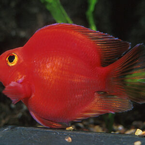 Red Parrot 7.5cm