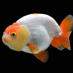 Ranchu Goldfish 3cm