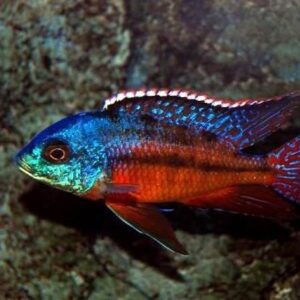 Red empress 6cm+( Protomelas simili )