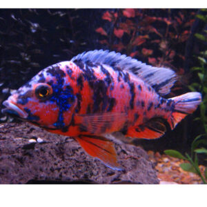 Red OB (Aulonocara Red OB) 6cm+