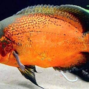 Red Oscar ( Astronotus ocellatus ) 8-10cm