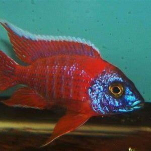 Red Peacock "Ruby Red" ( Aulonocara rubescens ) 9cm