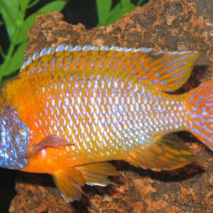 Red Peacock ( (Aulonocara rubescens) ) 9cm
