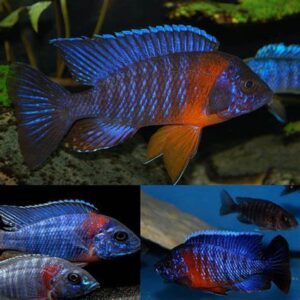 Red Shoulder Blue Peacock (Aulonocara hansbaenschi) 9cm