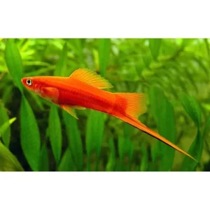 Red Swordtail