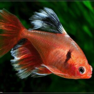 Tetra-Serpae Long Fin ( Hyphessobrycon Serpae Var )