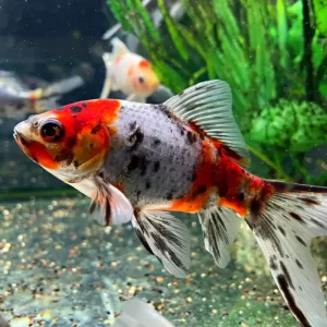 Shubunkin Goldfish ( CAR. AURATUS )