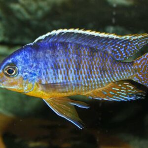 Steveni Tiger 7.5cm