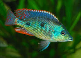 Tetrastigma 6cm+ (Otopharynx Tetrastigma)