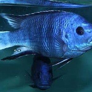 White Tail Acei
