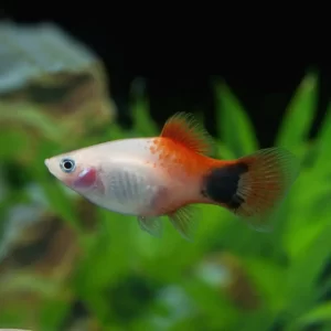 White Mickey Mouse Platy 2.5cm