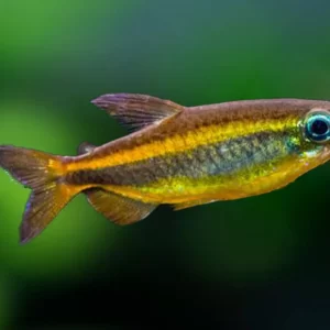 Yellow Congo Tetra ( Phenacogrammus interruptus )